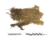 藏品(粗葉泥炭苔)的圖片